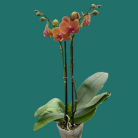 Potted orchid with peach-colored flowers on a white background