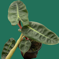 Hand holding a potted Philodendron Billietiae plant with large green leaves on a white background