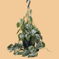 Hanging potted Philodendron Brandi plant with green leaves on a peach background by House of Agave.