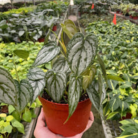 Potted Philodendron Brandi houseplant held in a greenhouse with other plants in the background at House of Agave.