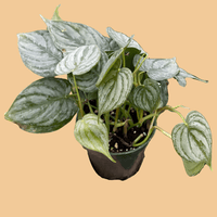 Hand holding a potted Philodendron Brandi plant with green leaves against a peach background from House of Agave.