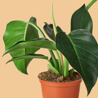 Potted Philodendron Green Congo plant with large green leaves on a green background from House of Agave.
