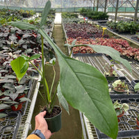 Person holding a potted PHILODENDRON plant in a greenhouse filled with various plants.