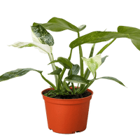 Potted Philodendron Jose Buono plant with green leaves in an orange pot on a plain background.