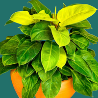 Potted Moonlight Philodendron plant with large green leaves in an orange pot against a green background, by House of Agave.