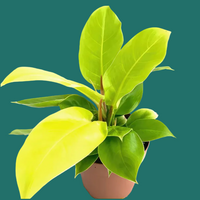 Potted Moonlight Philodendron plant with bright green leaves on a green background, by House of Agave.