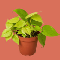 Potted Philodendron Neon plant with green leaves on a terracotta background from House of Agave.