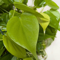 Close-up of NEON PHILODENDRON leaves on a white background from House of Agave.