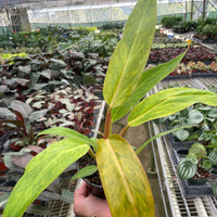 Person holding a potted Philodendron Orange Marmalade plant with yellow leaves in a greenhouse setting.