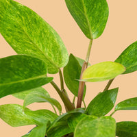 Close-up of green Philodendron painted Lady leaves with a peach background from House of Agave.