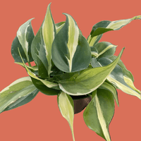 Potted Silver Stripe Philodendron plant with green and yellow leaves on a terracotta background.