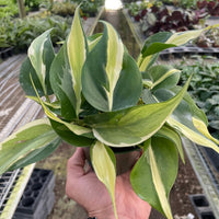 Hand holding a potted Philodendron Silver Stripe plant with green and yellow leaves in a garden setting.