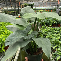 Hand holding a Philodendron Silver Sword potted plant in a greenhouse setting with other plants in the background from House of Agave.