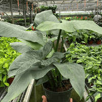 Hand holding a Philodendron Silver Sword potted plant in a greenhouse setting with other plants in the background from House of Agave.