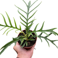 Hand holding a potted Philodendron Tortum rare houseplant with a plain background.