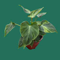Hand holding a potted Philodendron Verrucosum plant with green leaves at House of Agave.