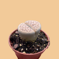 Small potted Living Stone succulent held in a hand against a peach background by House of Agave.