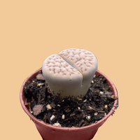 Small potted Living Stone succulent held in a hand against a peach background by House of Agave.