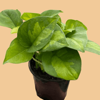 A potted Pothos Global Green with lime green leaves by House of Agave.