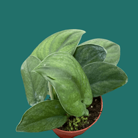 Small potted plant Jade Satin Pothos plant with green leaves held in a hand against a green background.
