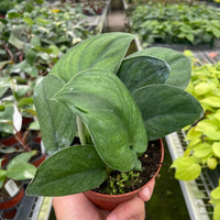 Hand holding a potted Pothos Jade Satin plant in a greenhouse setting