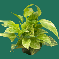 A potted Neon Pothos, agreen leafy plant against a green background by House of Agave.