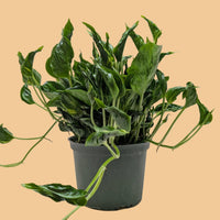 Potted pothos Shangrila plant with dark green curling leaves from House of Agave on a peach background.
