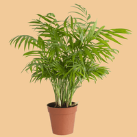 Potted Parlo Palm plant with green leaves on a beige background.