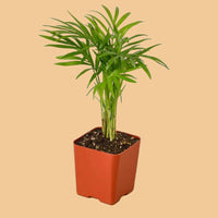 Potted Parlor Palm plant with green leaves in a red pot on a green background from House of Agave.