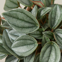 Close-up of a green Peperomia plant with a plain background