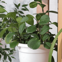A close-up of a green leafy Peperomia Hope houseplant in a white plastic pot, with glossy oval-shaped leaves and visible stems, photographed indoors against a light background.