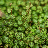 Close-up of a trailing green Peperomia String-of-Turtles plant with small oval leaves patterned in dark green and black, growing densely across the frame.