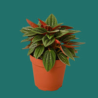 Potted Peperomia Rosso plant with green and red leaves on a plain background.