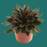Close up of a bushy green and red leafed Peperomia Rosso plant on a plain background.