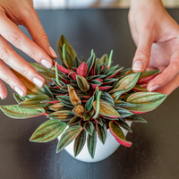 Hands holding the small red and green leaves of a Peperomia Rosso plant.