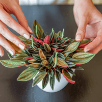 Small potted plant held by two hands against a dark background