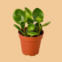 Potted Peperomia Thailand plant with green leaves in an orange pot on a peach background by House of Agave.