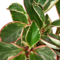 Close-up of a variegated peperomia Ginny plant with green and pink leaves on a white. background