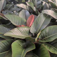Close-up of a Philodendron Congo Rojo, a green leafy plant with red edges