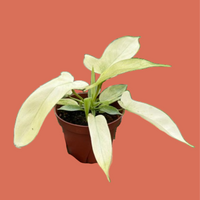 Hand holding a potted plant with white Philodendron Florida Ghost leaves on a terracotta background by House of Agave.