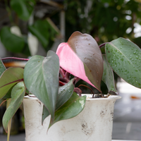 Potted plant with pink flower and green leaves in an outdoor setting