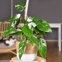 Potted Philodendron White Princess plant with green leaves on a wooden stool in a room setting.