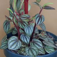 Potted Peperomia plant with striped leaves on a plain background