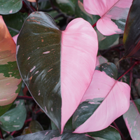 Close-up of a plant with pink and green leaves.
