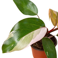 Potted Pink Princess plant with large green leaves on a white background from House of Agave.