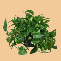 Large green potted Golden Pothos plant on a peach background