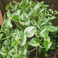 Variegated green and white leaves of a Pothos N'Joy houseplant against a neutral background.