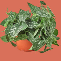 Pothos Satin plant with large silvery green leaves from House of Agave.