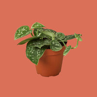 Potted Satin Pothos plant with green leaves in a terracotta pot on a terracotta background