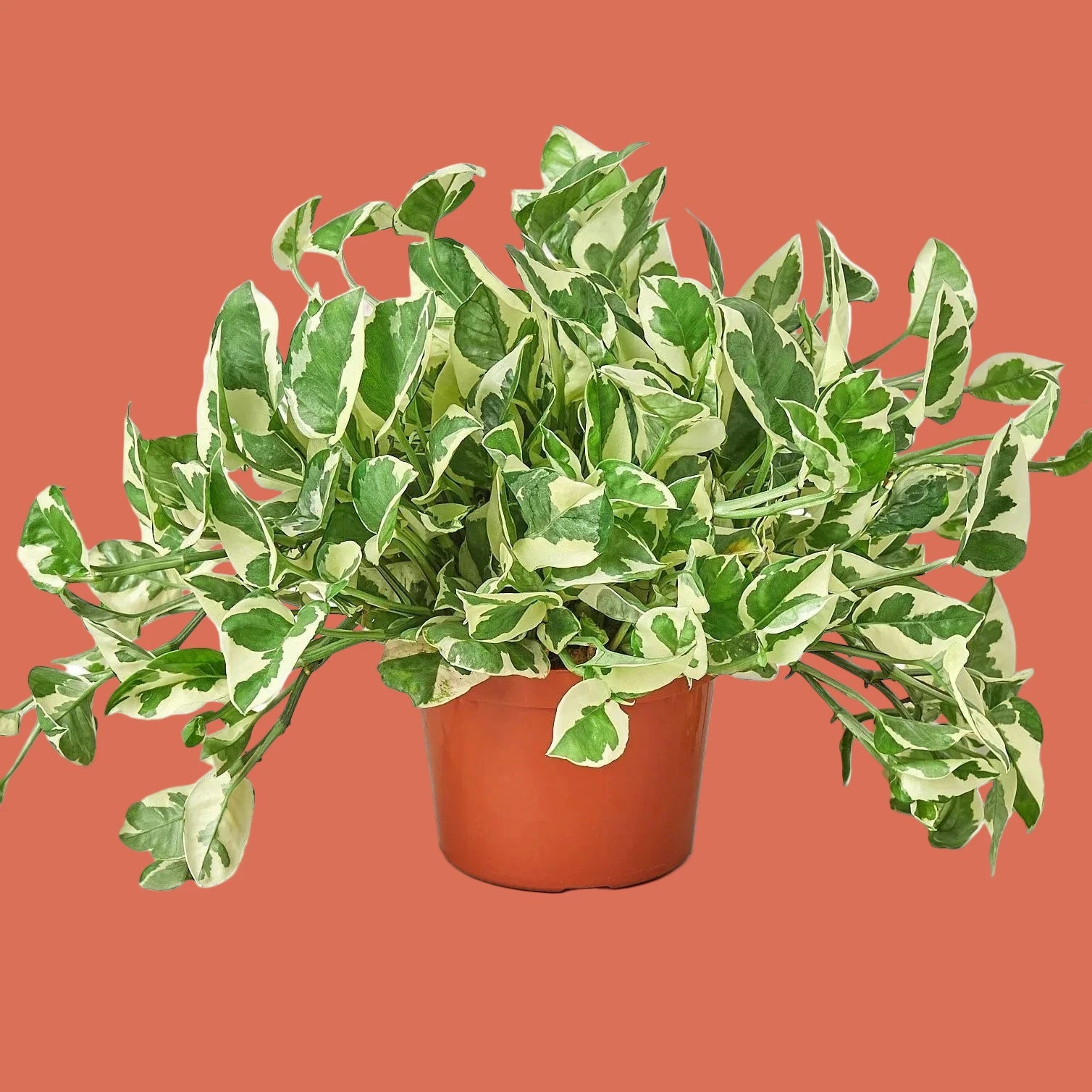 pothos n joy pet safe The Snobby Leaf | Pothos 'N'joy' - 4 inch Pot